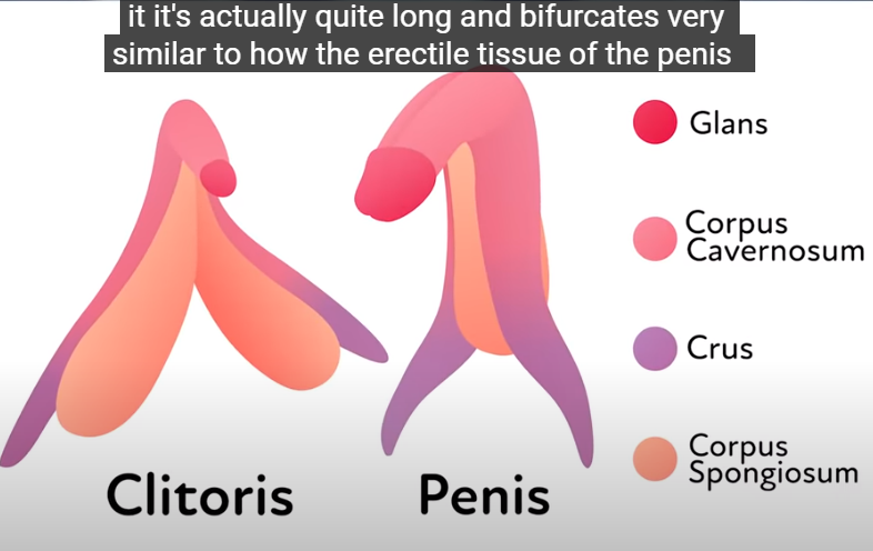 What exactly is the G-spot? it's real!